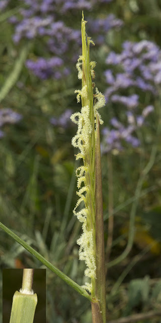 Common Cordgrass, Spartina anglica.  Riverside Country Park, 10 August 2012. The inset shows the stipule.