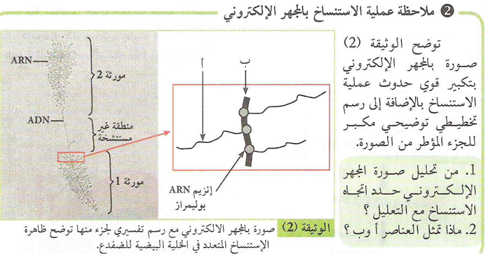 تحليل الوثيقة 2 ص 17 علوم 3 ثانوي؟ 1 تحضير درس استنساخ المعلومة الوراثية للسنة 3 ثانوي