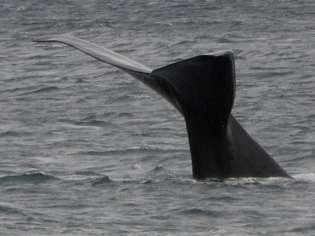 Visitar PUERTO MADRYN, a porta de entrada para conhecer um observatório da vida animal | Argentina