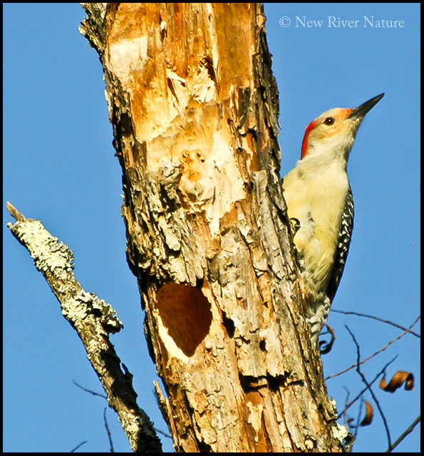 A Little Piece of Me: Red-bellied Woodpecker - Female