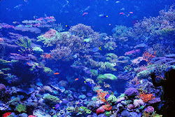 coral reef wallpapers desktop background reefs amazing water downloads