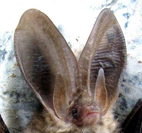 Every Day Is Special April 17, 2012 Bat Appreciation Day