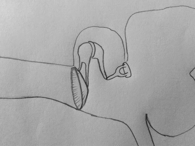 Long answer question Draw the neat labelled diagram of the human ear. -  Biology | Shaalaa.com