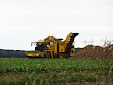 Sugar beet harvest: Ropa Tiger VS Holmer Terra Dos T3