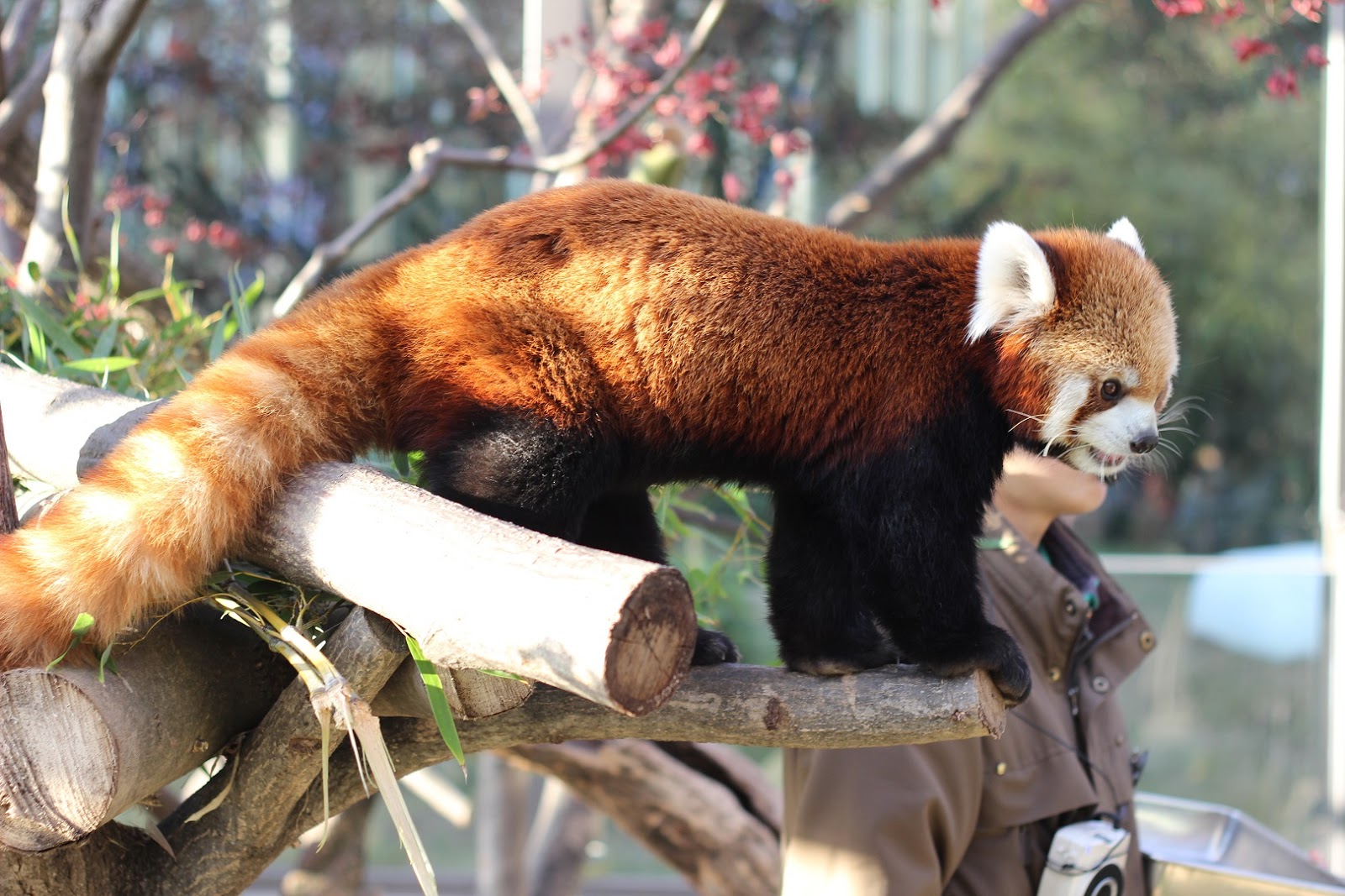 мастер шифу животное. мастер шифу зверь. рыжая панда мастер шифу. мастер шифу в реальной жизни. красная панда кунг фу панда.