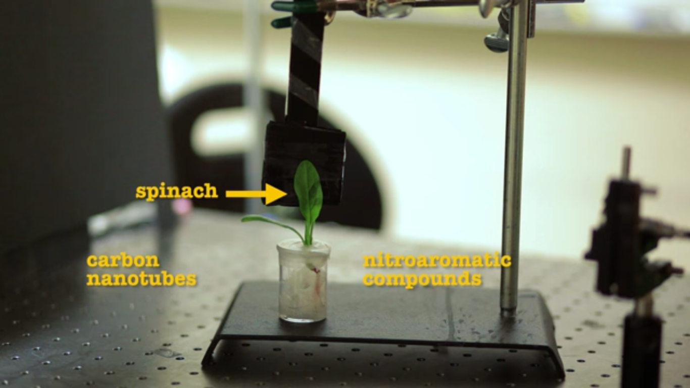 Nanobionic spinach plants can detect explosivesScience World