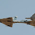 Ελληνικά Mirage εγκλώβισαν για 19 λεπτά οπλισμένα τουρκικά F-16