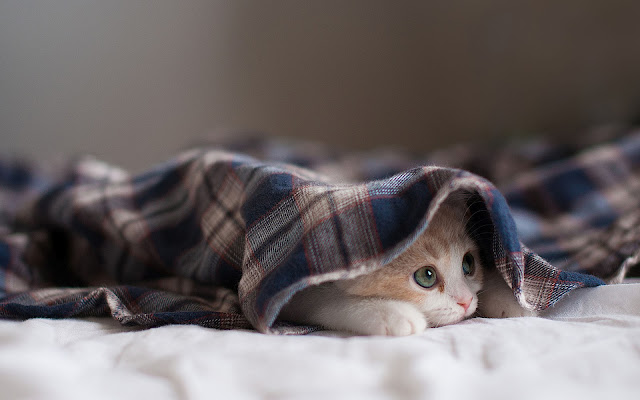 Kat onder een deken