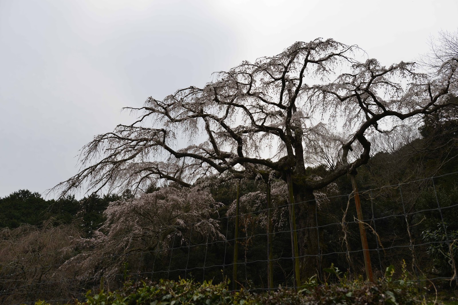きた みた まけた しだれ桜 長興山紹太寺 神奈川県小田原市