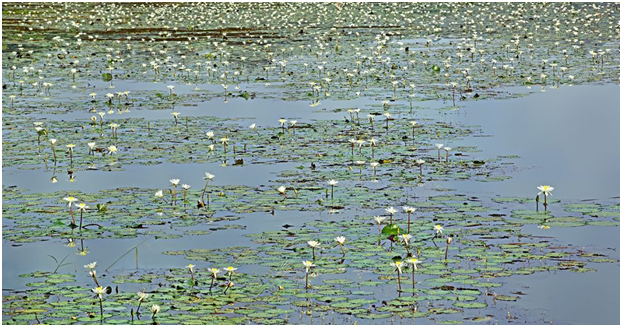 Carambolim Lake Carambolim Lake