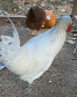 can you feed pumpkins to pigs, can you feed pumpkins to chickens, natural pig wormer, pig dewormer, uses for pumpkins, white polish chicken, Cinnamon Queen, , Blue Silkie,