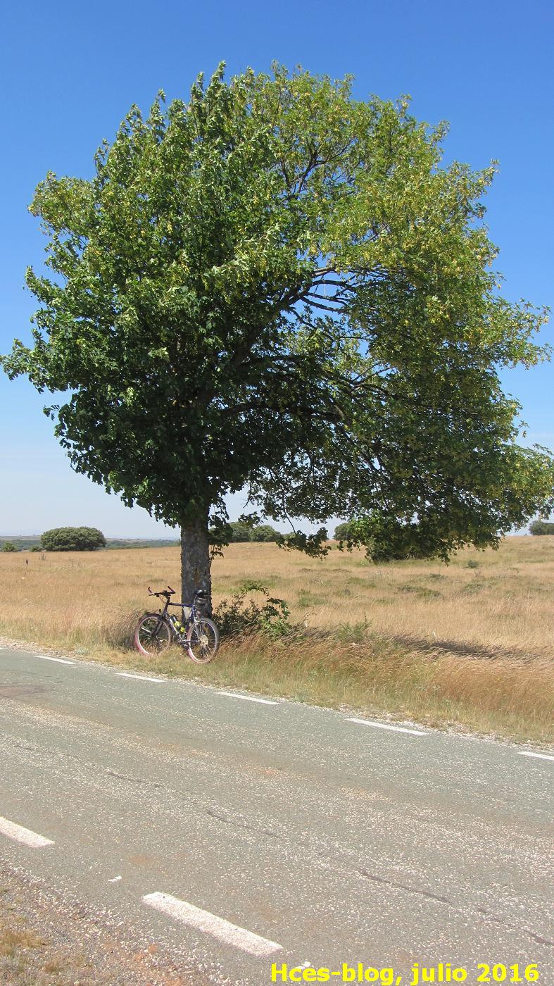 Huérmeces (Burgos): Árboles solitarios