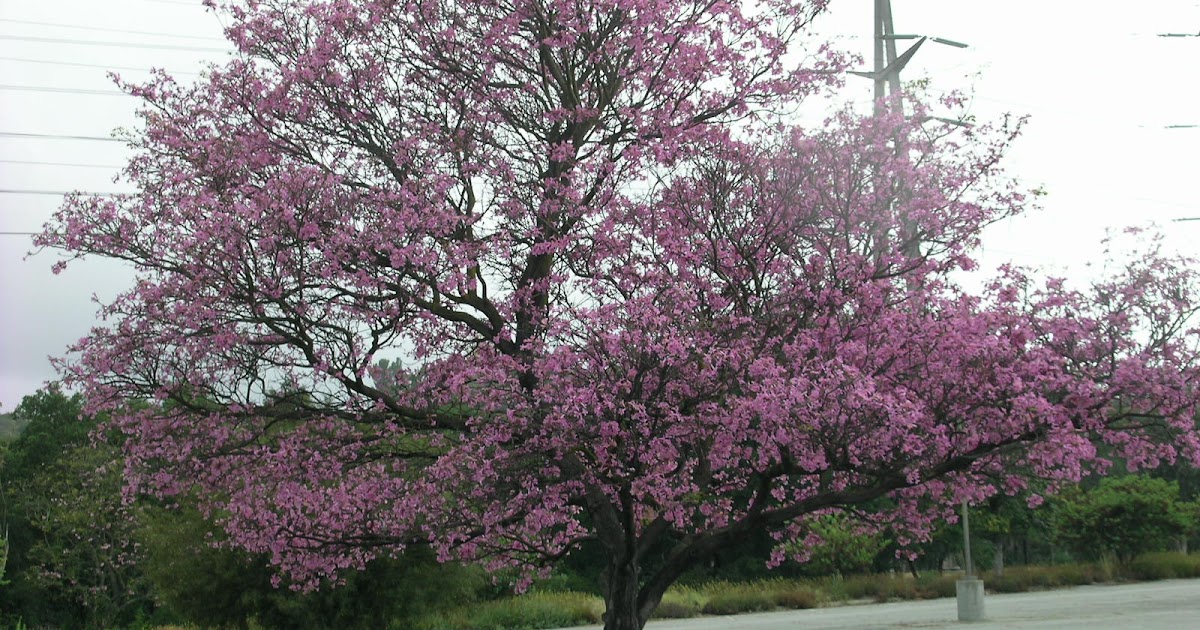 Bolethe Fleischer Best Flowering Trees Southern California Permeable