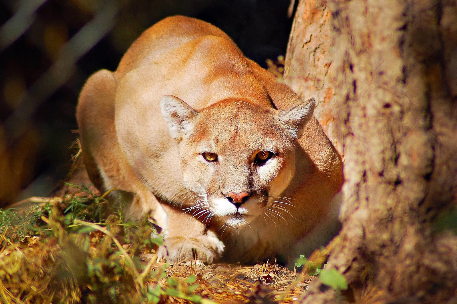 Mountain Lion | Interesting Facts & Pictures | Animals Lover