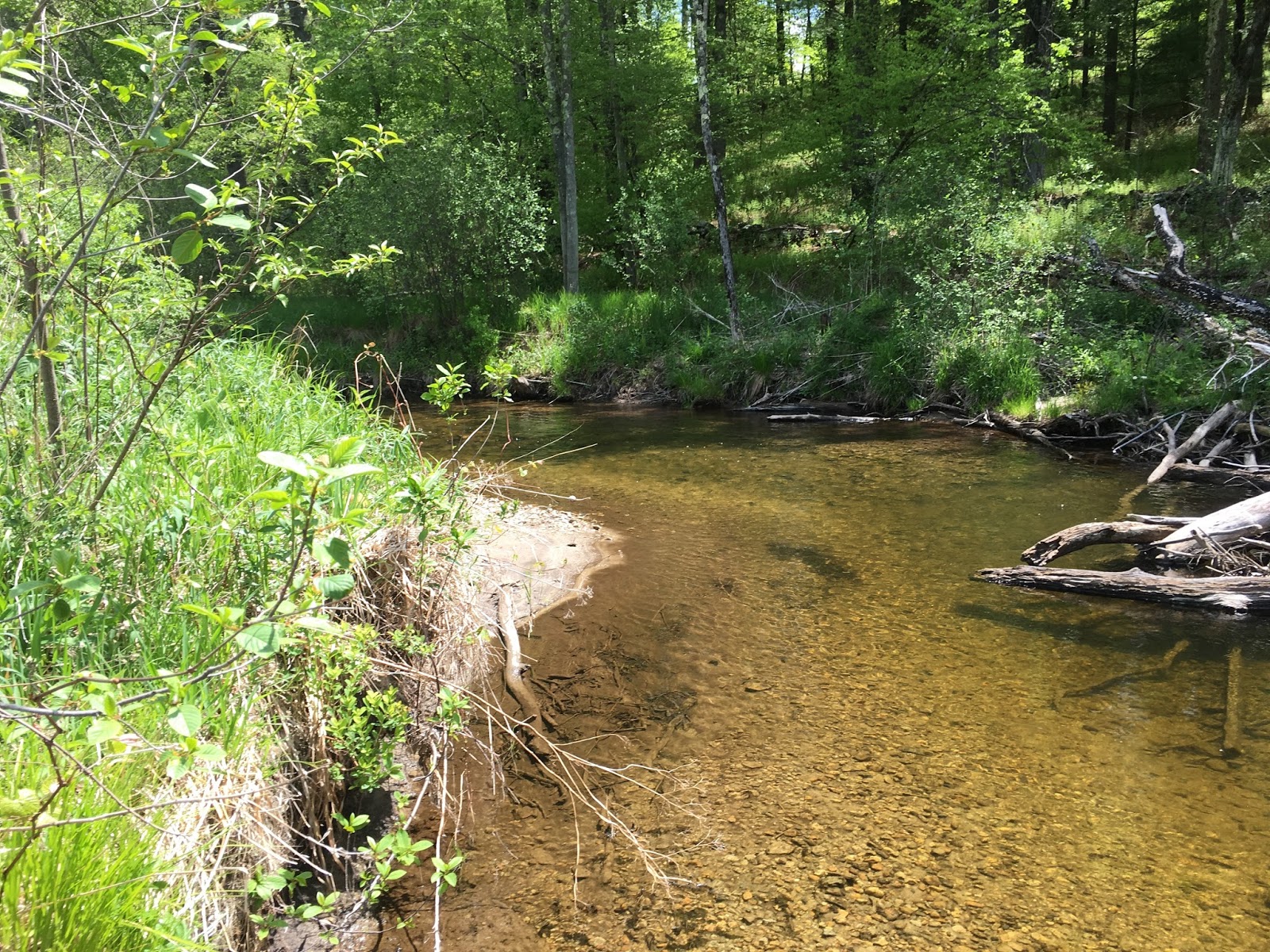 Trout Stream Day Dreams Wild Brookies and Browns in Western MA