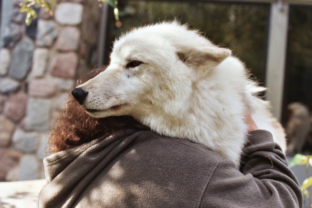 White Wolf : Ambassador wolf pack leader Shadow euthanized (Tribute Video)
