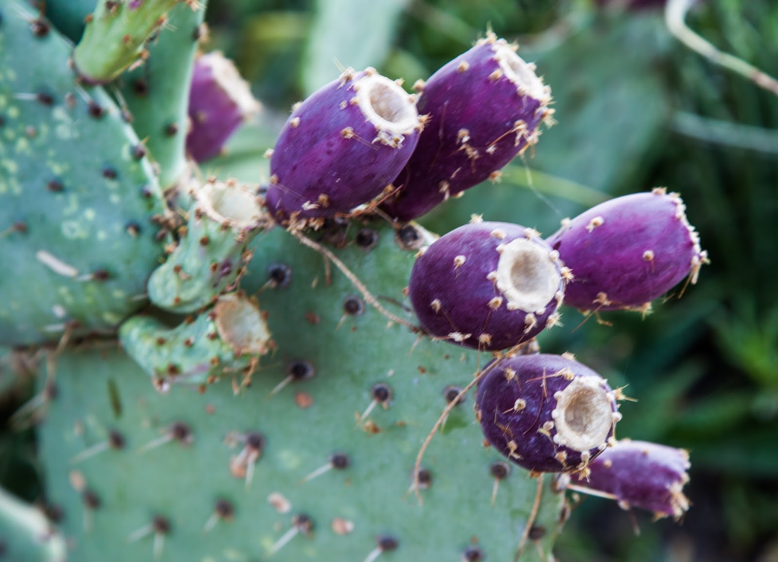 Walking Arizona Prickly Pear Fruit