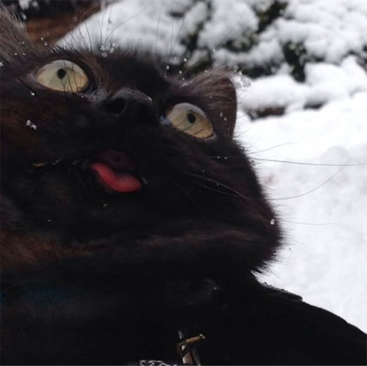 25 Hilariously Adorable Reactions Of Animals To Experiences They Had For The First Time