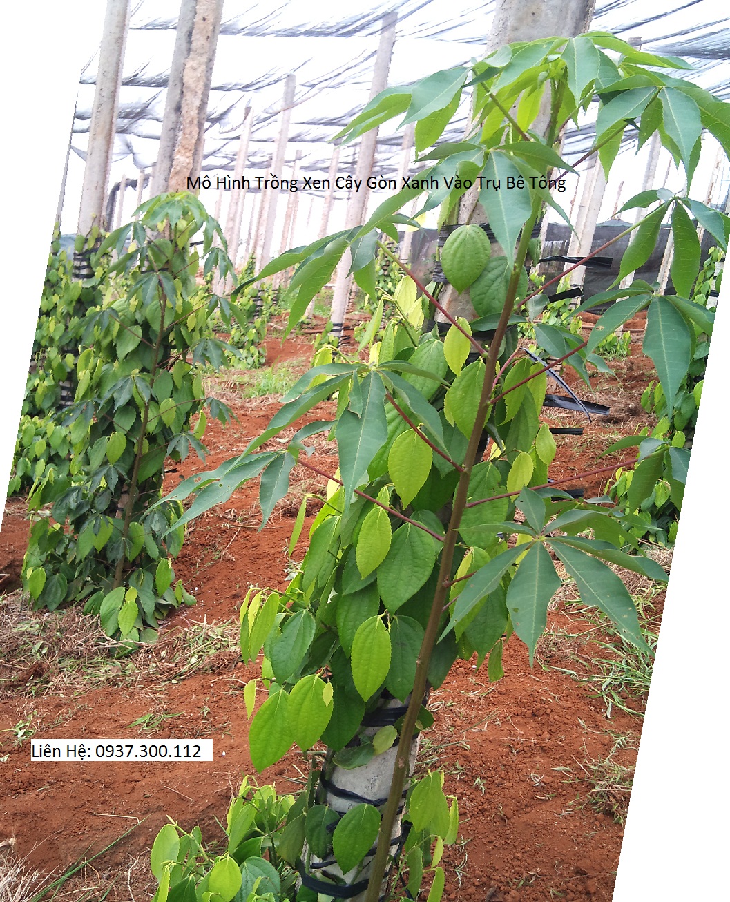 Hồ tiêu chư sê - hồ tiêu, giống tiêu, bán dây tiêu giống: Trồng hồ tiêu ...