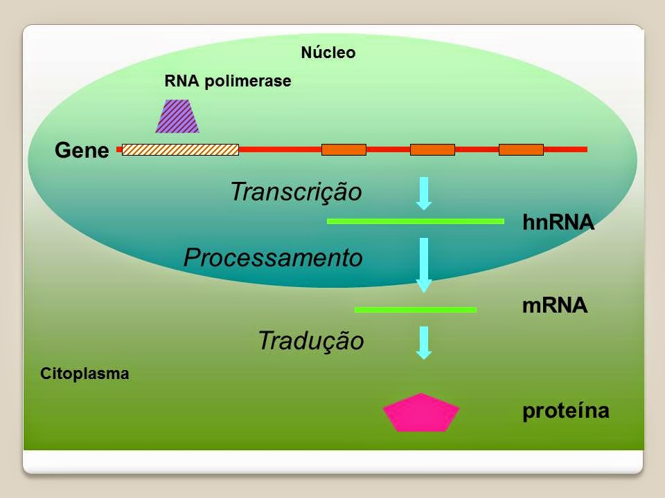 ENSINO GENÉTICA FAMASUL: TRANSCRIÇÃO DNA/RNA, TRADUÇÃO E SÍNTESE DE ...