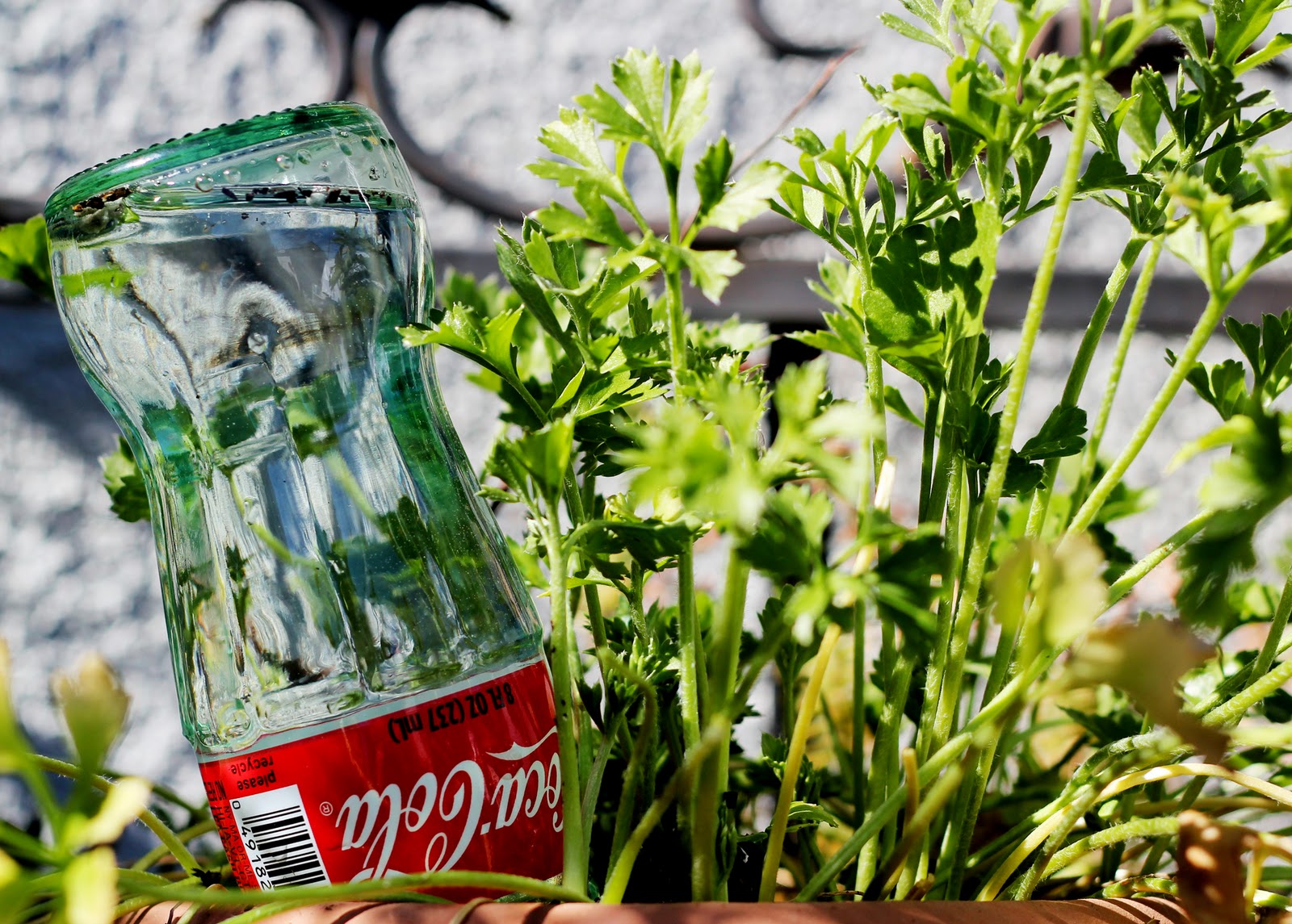 Middag eten verdamping winnen Coke Bottle Watering "Globes" - Radmegan