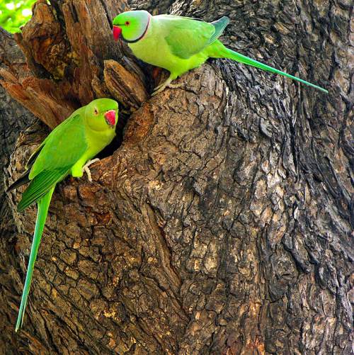 Indian birds - Rose-ringed parakeet - Psittacula krameri