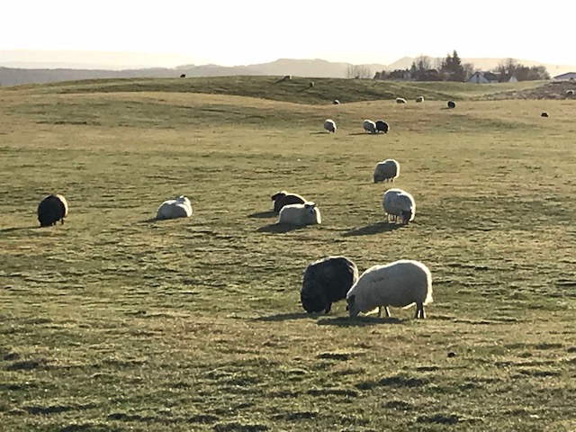 黒羊と白羊、アイスランドの羊は毛がもこもこ