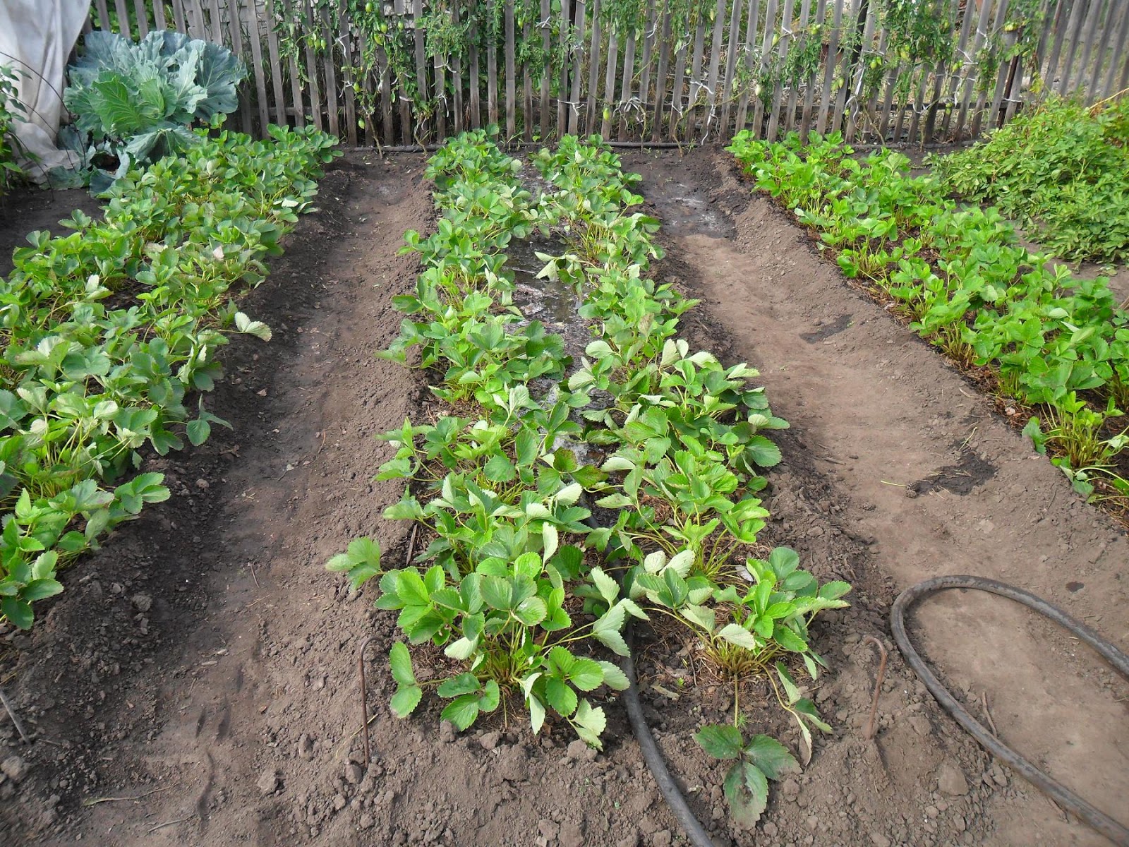 навозная грядка. рассада на грядке. огуречная теплая грядка в открытом грунте. оригинальные грядки для огурцов. грядки для клубники.