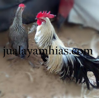 Galeri Foto Ayam Phoenix Terbaru 12 Galeri Foto Ayam Phoenix Terbaru Jual Ayam Hias Ayam Phoenix Dewasa Sepasang