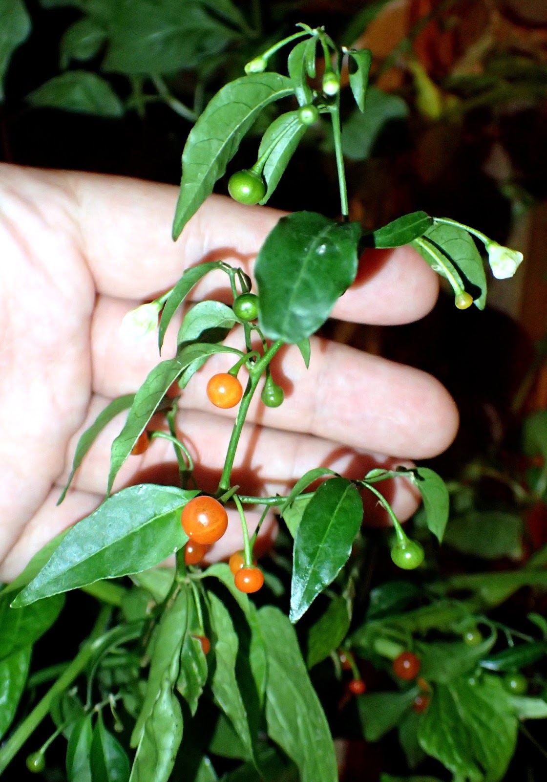 Scirpidiella's Plants Hardy Chili (Capsicum flexuosum)
