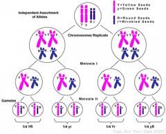 theory chromosome inheritance chromosomes independent assortment mendel behaviour inherited two alleles biology genes gene pair 10th interpretations lesson meiosis each