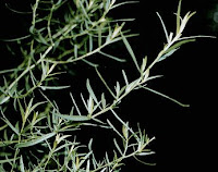 Tarragon | Artemisia Dracunculus | Asteraceae
