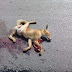 renard male trouvé mort  