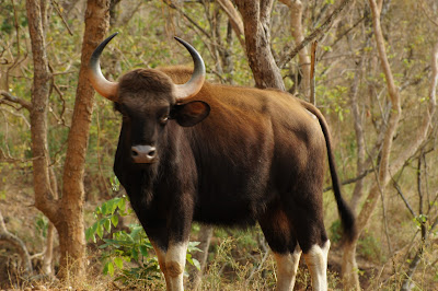 Indian gaur, K Gudi Wilderness Camp