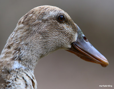 Ànec collverd (Anas platyrhynchos) 