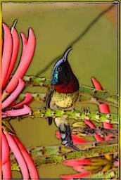 Forked-tailed sunbird in Hong Kong (exaggerated colour)