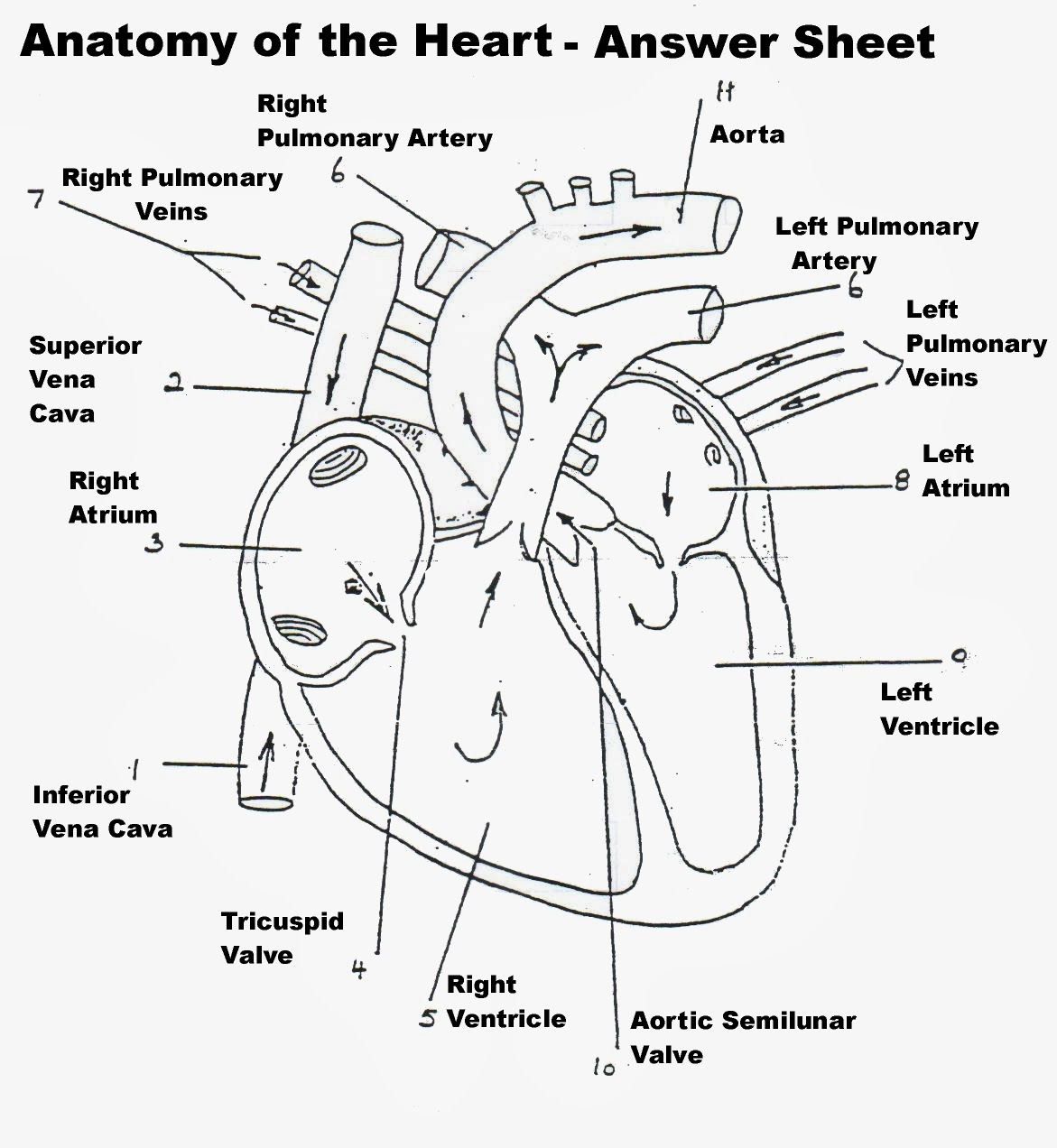 BIOMED ALL INVITED: The Human Heart [ANATOMY/PHYSIOLOGY/CONDUCTION SYSTEM]