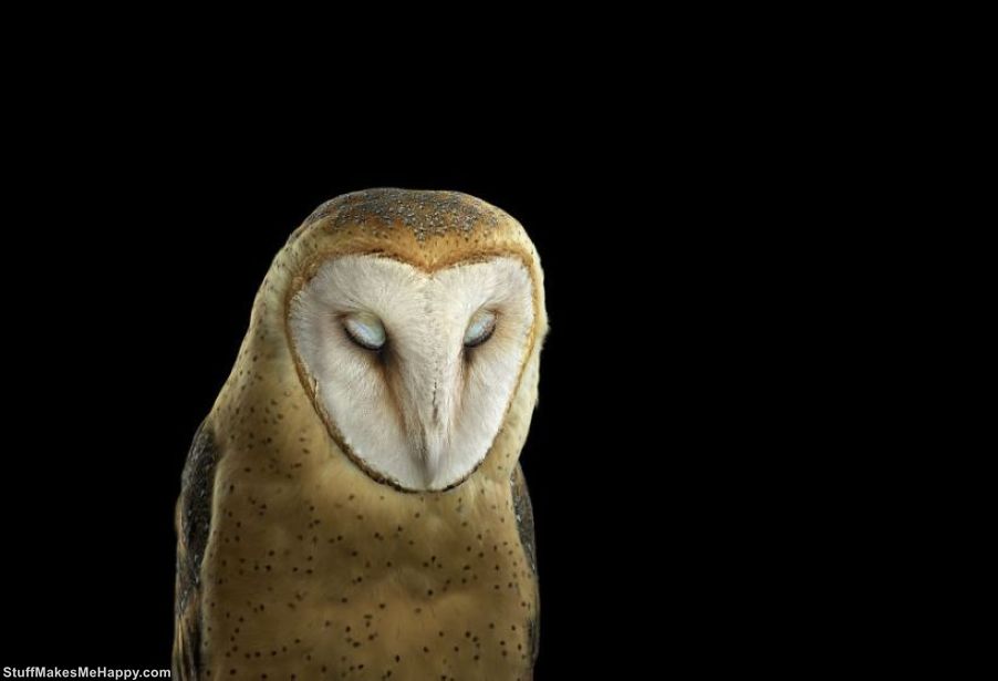 Wisdom Keepers: Brad Wilson Captures the Mystical and Truly Wonderful Portraits of Owls