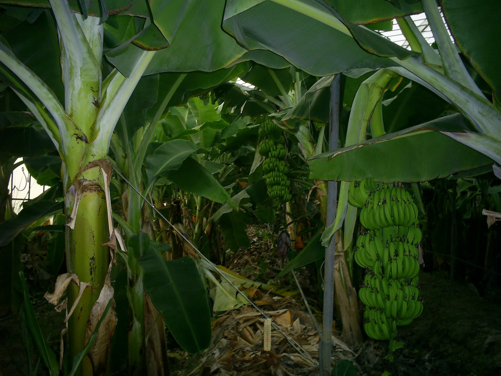 ANAMUR ÇAKIR EMLAK SATILIK MUZ SERASI