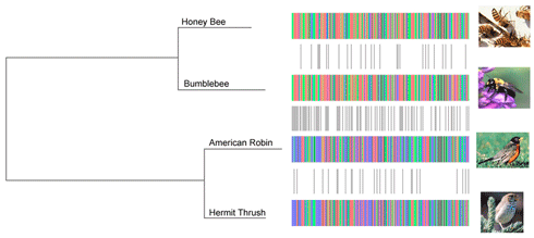 código-de-barras-árvore-genética