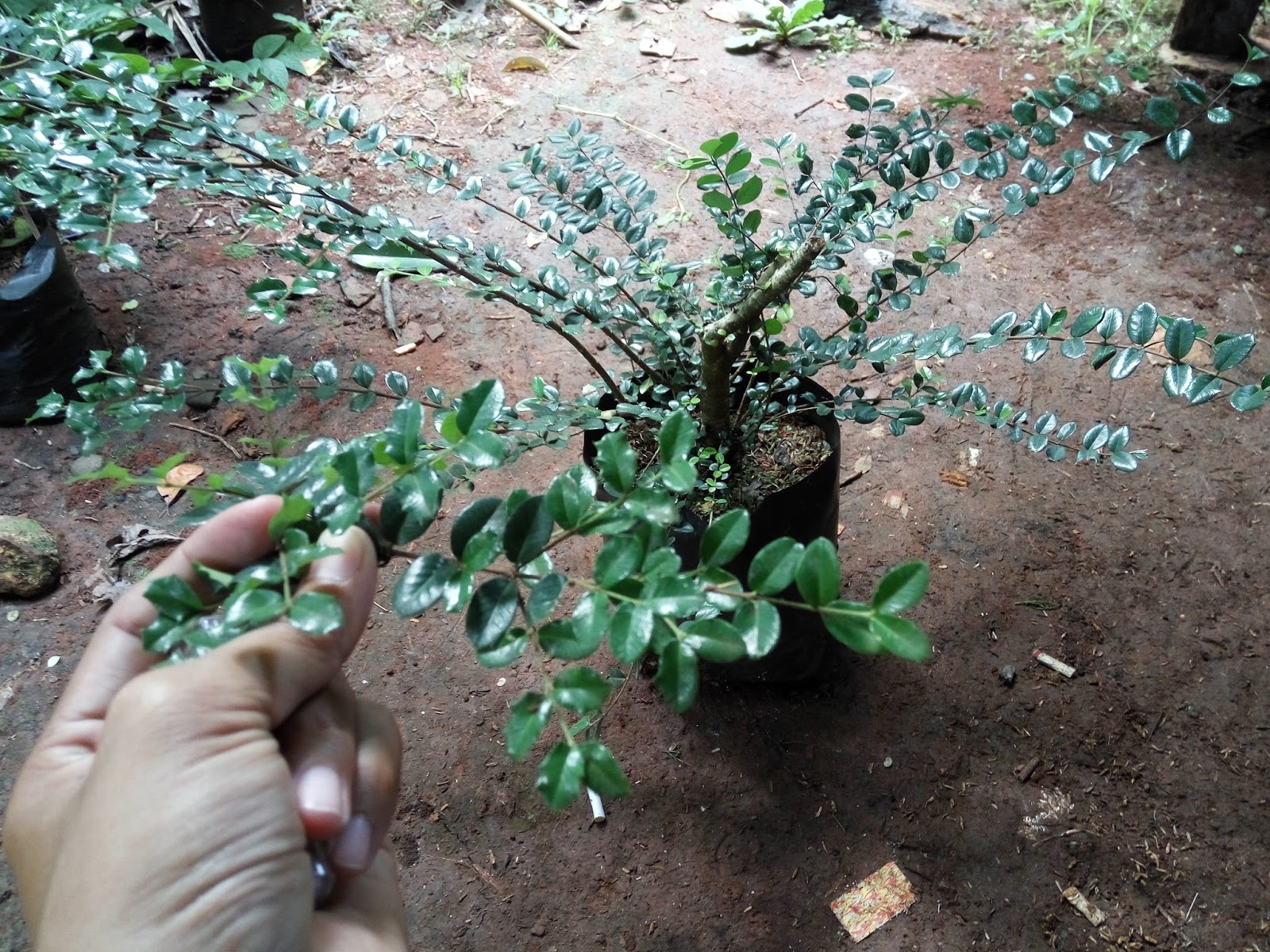 jual pohon mirten tanaman hias yang bisa dijadikan bonsai dan bentuk binatang tukang taman jual pohon mirten tanaman hias yang bisa dijadikan bonsai dan bentuk binatang tukang taman