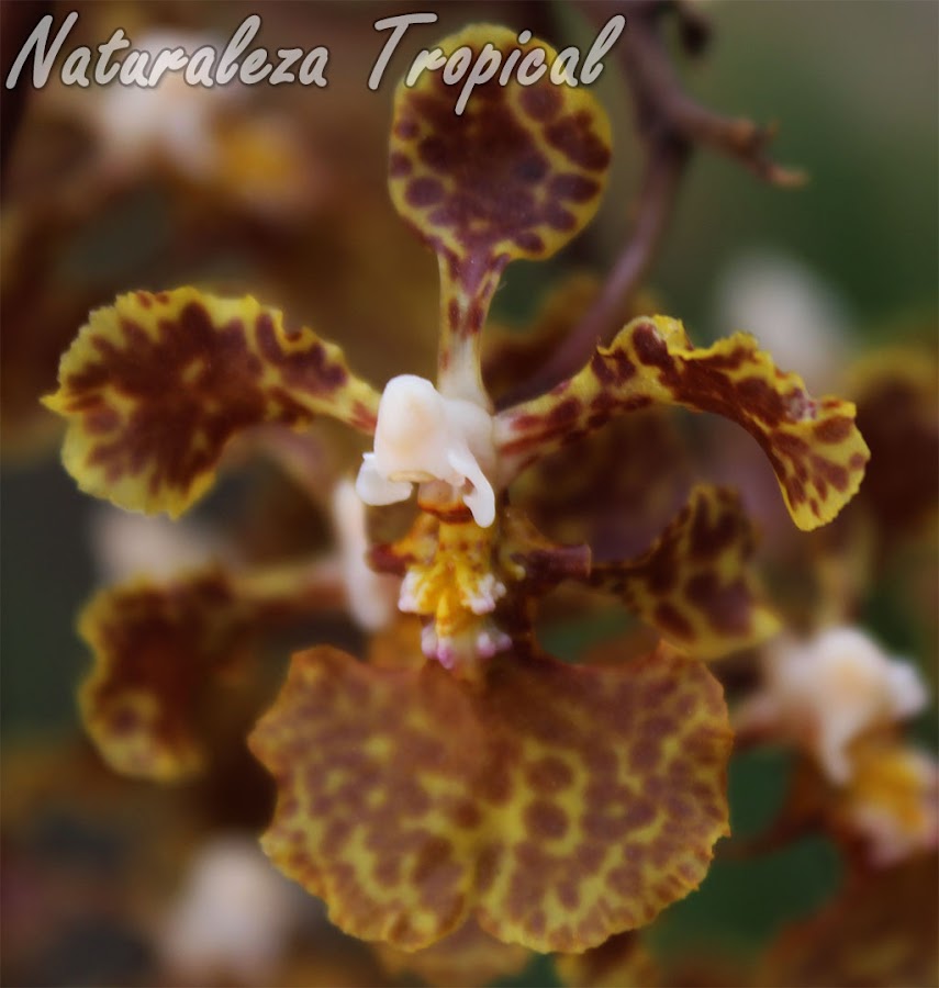 Orquídea epífita presente en bosques de países caribeños. Se conoce popularmente como Oreja de Burro. Esta es su flor característica. Trichocentrum undulatum.