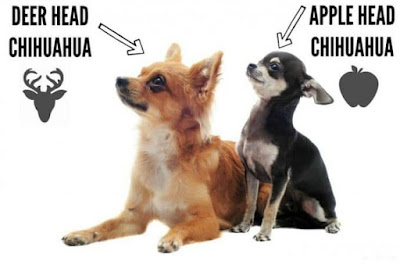 Chihuahua Dog Breed Pets Singapore