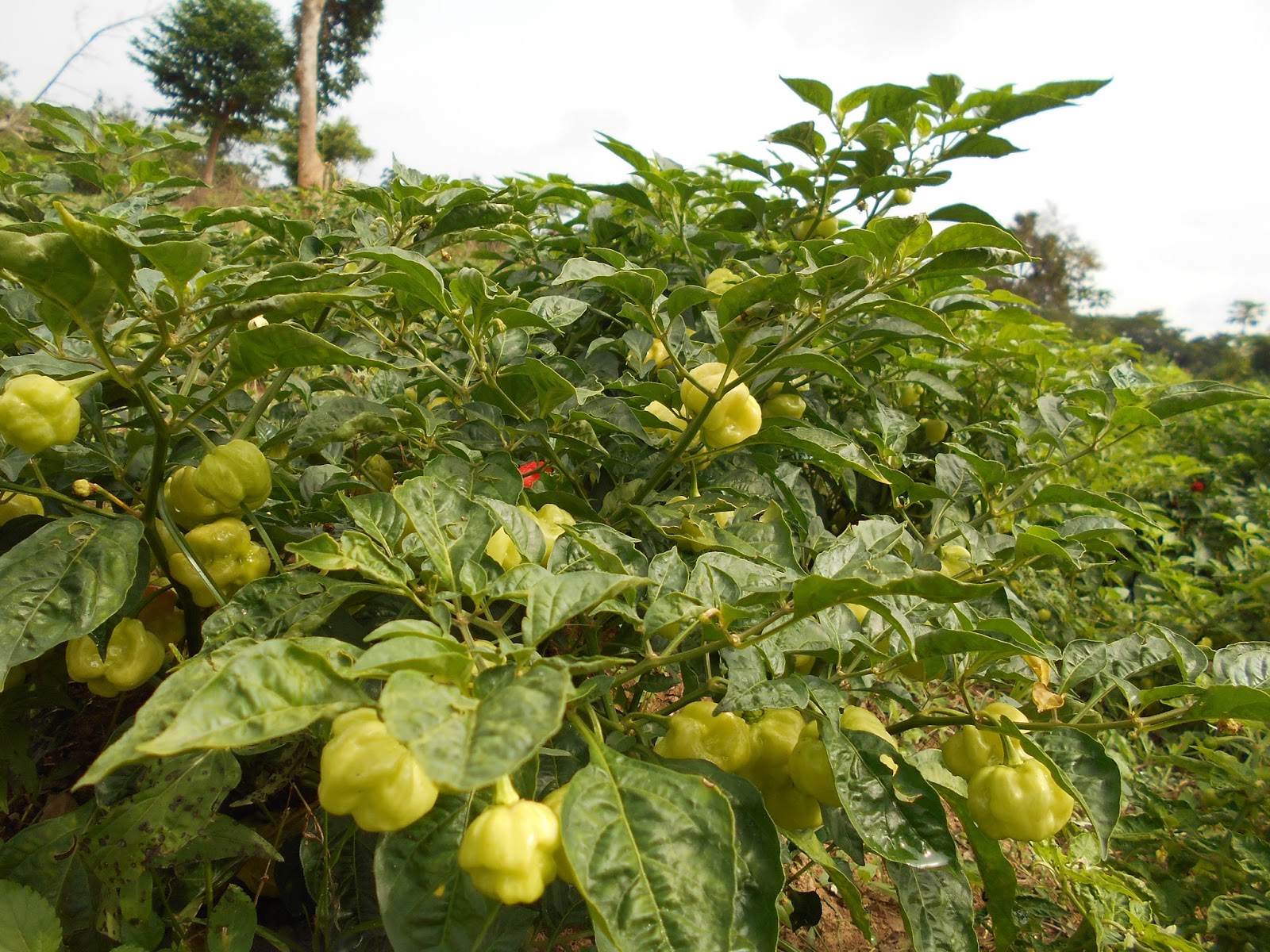 HOW TO CULTIVATE HOT PEPPER AND MAKE HUGE PROFIT PART ONE HYBRID
