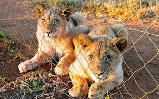 Filhotes de leão confinados em fazenda para animais na África do Sul