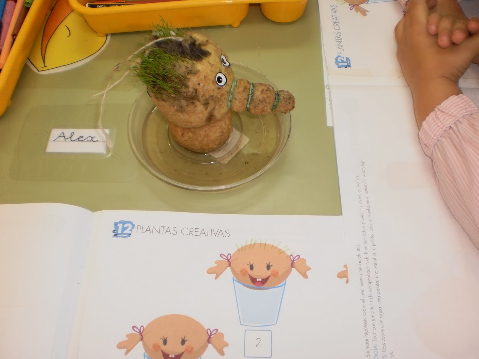 EL LAPIZ: Taller de las Plantas - Cespino Oso 1