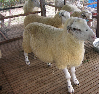 Hướng dẫn làm chuồng trại nuôi cừu