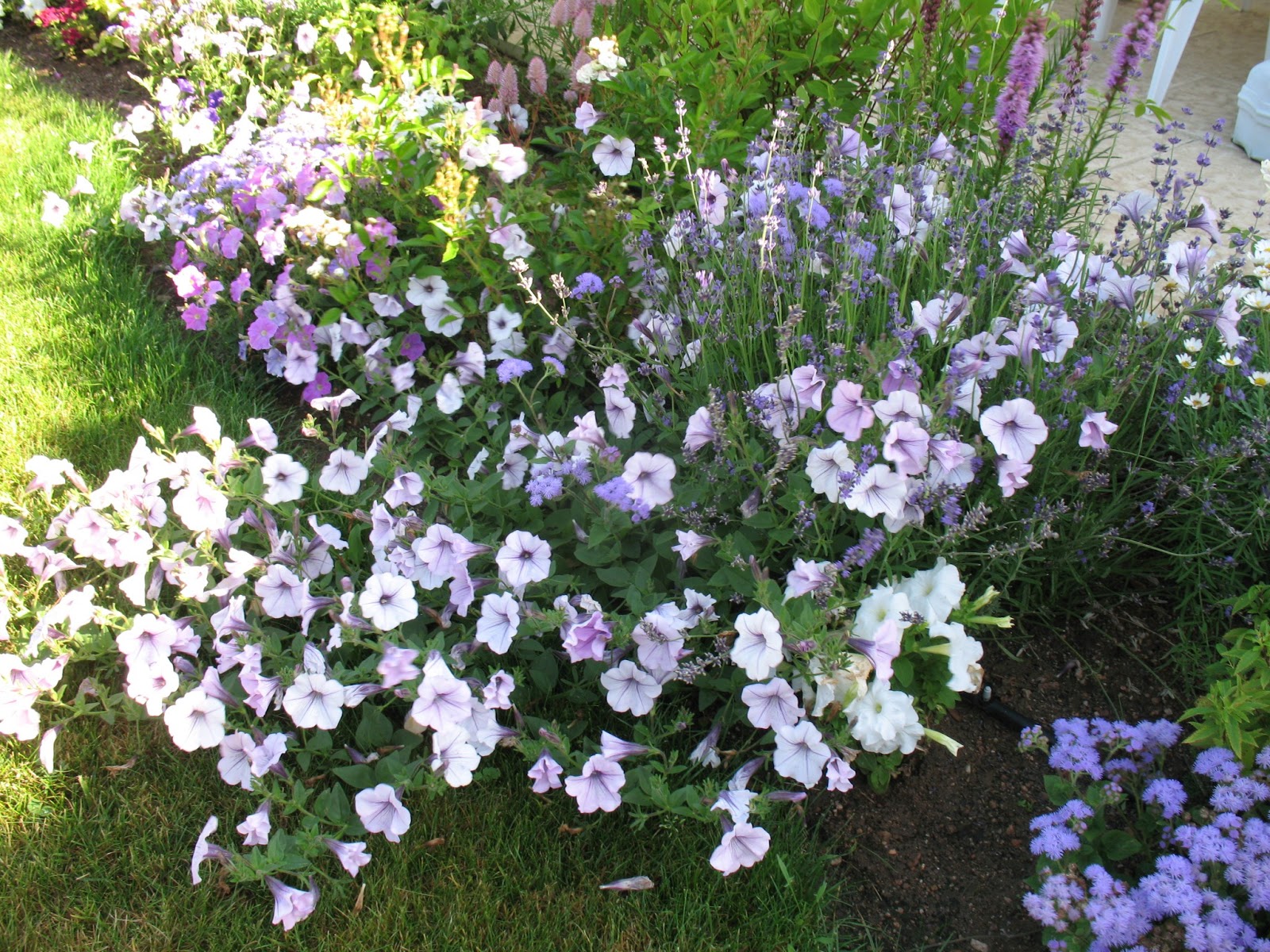 Roses du jardin Chêneland: Surfinia-Pétunia