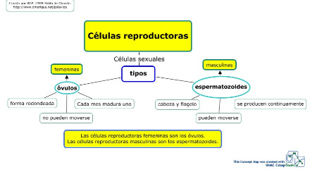Células reproductoras femeninas y masculinas