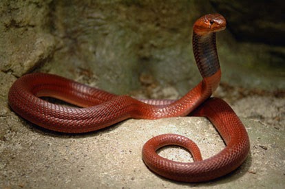 Red Spitting Cobra In Habitat Tansania Africa ~ planetanimalzone